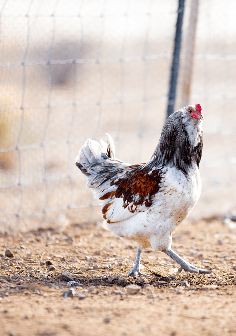 A chicken at Palomino Valley Chicken & Eggs in Reno. Photo by Jen Britton
