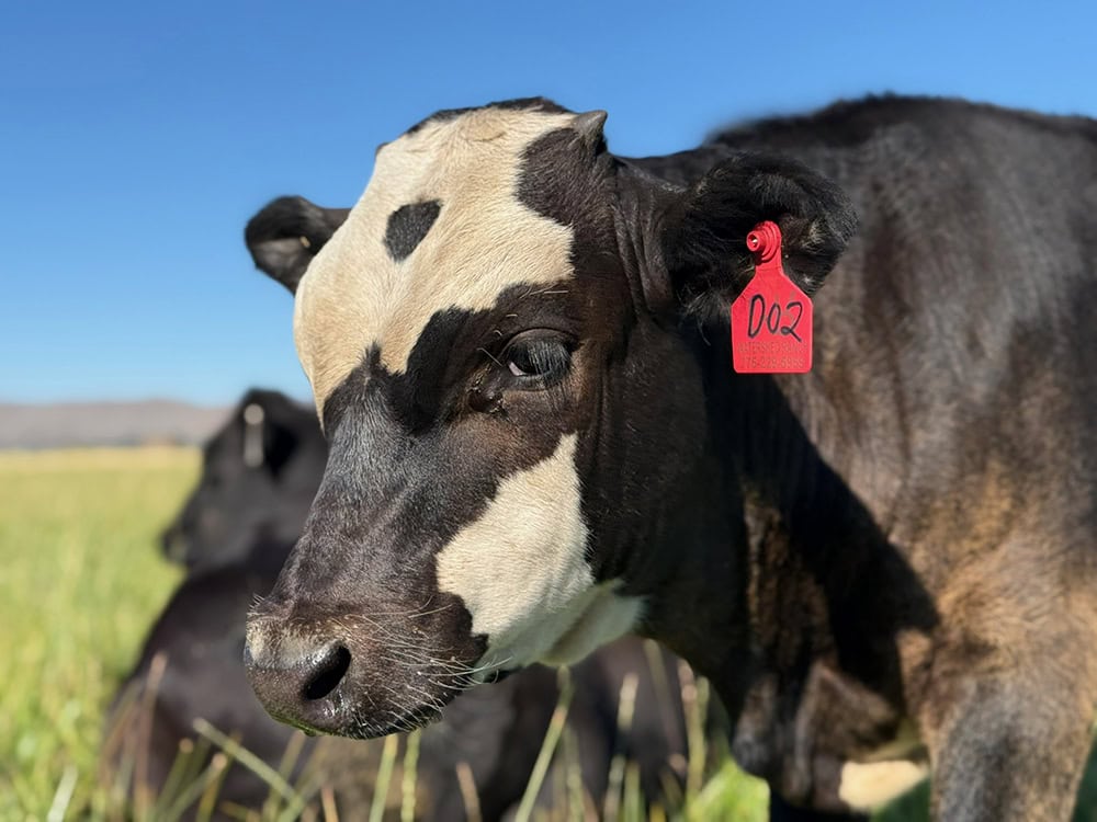 The cows at Watershed Ranch are a genetic mix of Wagyu and Black Angus