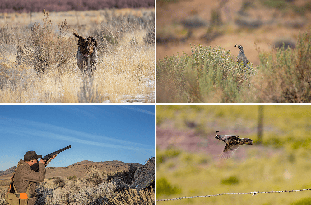 Ranger, a German wirehair, helps Henderson hunt quail, which hide in the desert brush; Hunter Andy McCormick aims at his flying prey