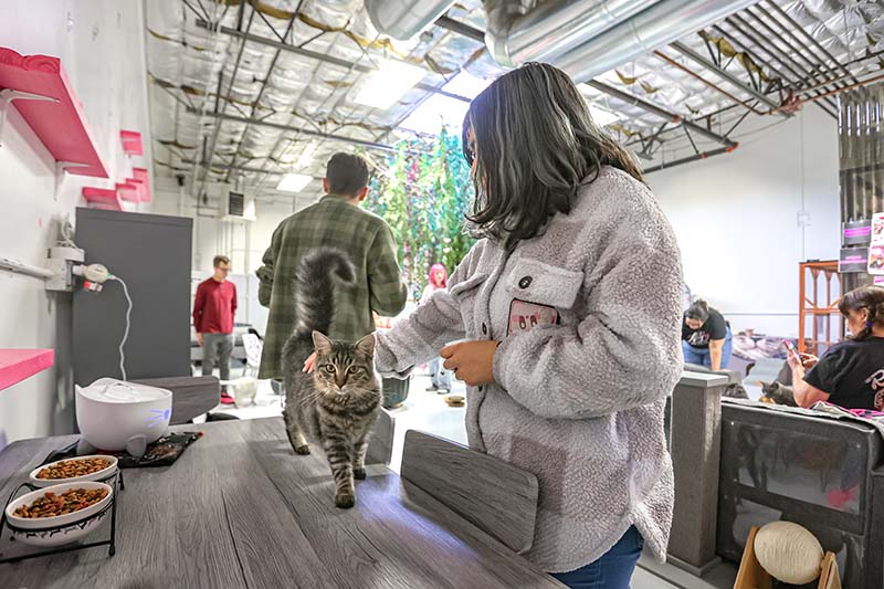 Guests and volunteers mingle and interact with adoptable cats