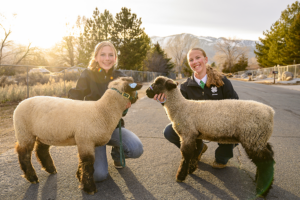 From left, Gracie and Anna Shane take their new sheep on walks up and down this mile-long stretch of road in their Carson City neighborhood