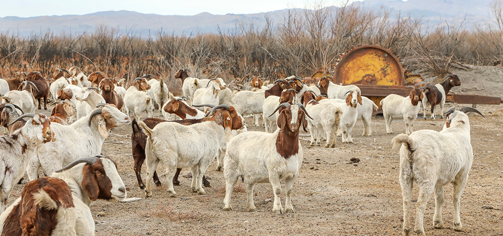 Boer goats roam the Montero property all year long, munching on native grasses and brush