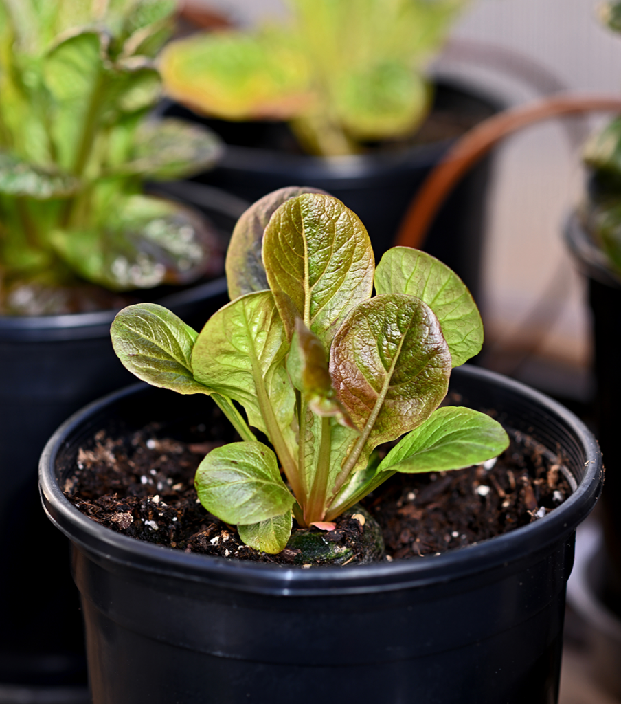 Lettuce is one of the leafy greens Ken Gerhart cultivates in his Reno greenhouse