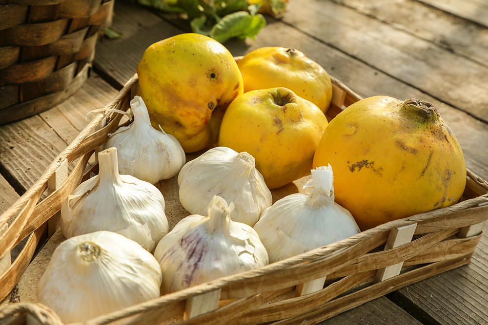 Softneck garlic and Smyrna and Kaunching quince are varieties found in Bertrandoโs garden. Photo by Lou Manna